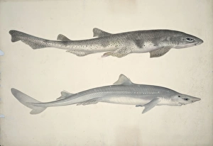 Elasmobranch Collection: Scyliorhinus stellaris, huss, Squalus acanthias, spiny dogfi