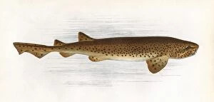 Dogfish Collection: Scyliorhinus stellaris, a species of dogfish