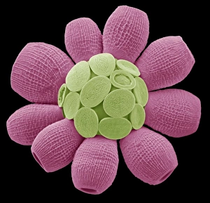 Algal Gallery: Scyphosphaera apsteinii