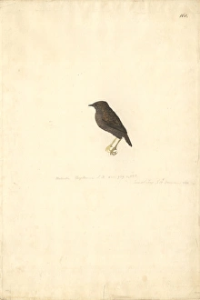 Scytalopus magellanicus, Magellanic tapaculo