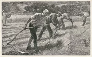 Scything the Hay