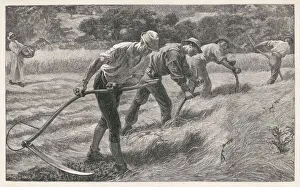 Scythe Collection: Scything the Hay