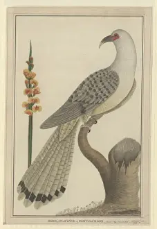 Scythrops novaehollandiae, channel-billed cuckoo