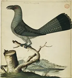 Streaked Prints: Scythrops novaehollandiae, channel-billed cuckoo