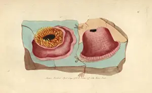 Sea anemone or anemone actinia, Actinia anemone