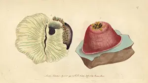 Sea anemone or anemone actinia, Actinia anemone