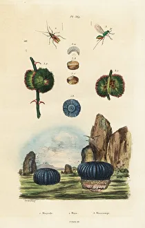 Adolph Fries Prints: Sea anemone and insects
