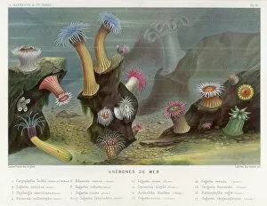 Sea Anemones / 1865