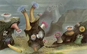 Sea Anemones / Lackerbauer