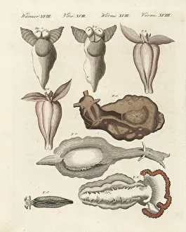 Sea angels, sea hares and sea slugs