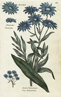 Sea aster, Aster tripolium