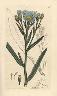 Subsp Prints: Sea aster, Tripolium pannonicum subsp. tripolium