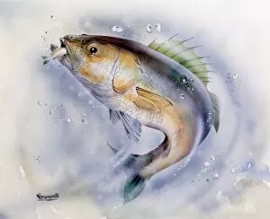 Wildlife Gallery: A Sea Bass catching whitebait