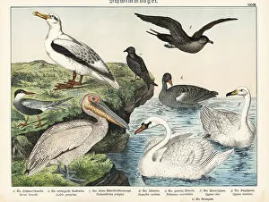 Naturgeschichte Des Tierreichs Prints: Sea birds