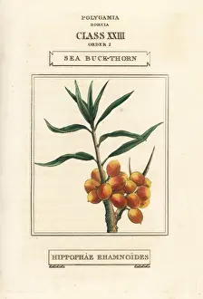 Duppa Prints: Sea buckthorn, Elaeagnus rhamnoides