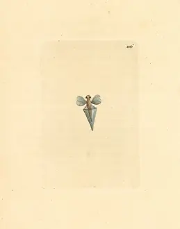 Sea butterfly, Clio pyramidata