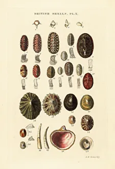 Sowerby Prints: Sea cradles or coat-of-mail shells, etc