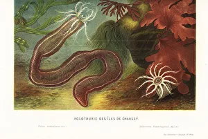 Edited Prints: Sea cucumber, bladderwrack and algae