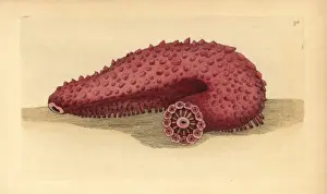 Cucumber Prints: Sea cucumber, Parastichopus tremulus