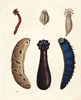 Sea cucumbers