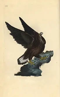Sea eagle, Haliaeetus albicilla