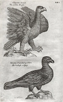 Images Dated 30th August 2012: The Sea-Eagle or Osprey