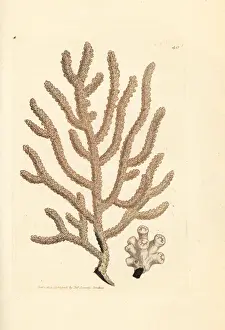 Slender Prints: Sea fan, Gorgonia species