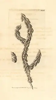 Sea fan, Primnoa resedaeformis