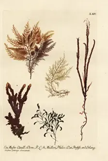Deliciae Prints: Sea fan, sea moss and sea fir corals