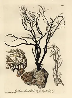 Naturalien Cabinet Prints: Sea fans or Alcyonacea species