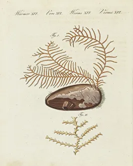 Magnified Prints: Sea fir, Abietinaria abietina