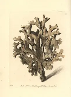 Sea ginger, Millepora alcicornis