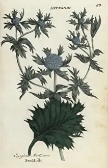 Sea holly, Eryngium maritimum