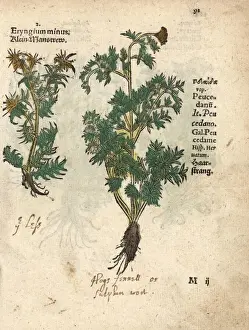 Fennel Prints: Sea holly, Eryngium minus, and hogs fennel