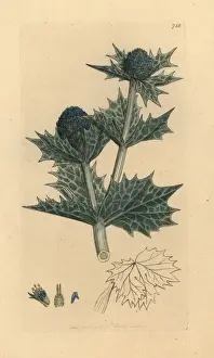 Sea holly or sea eryngo, Eryngium maritimum