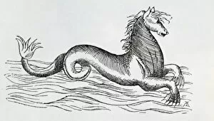 Sea-horse