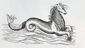 Ashton Prints: Sea-horse