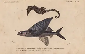 Orbigny Prints: Sea horse, Hippocampus erectus, and flying