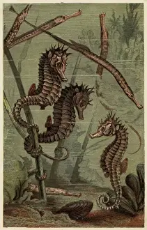 Sea-Horses & Pipe-Fish