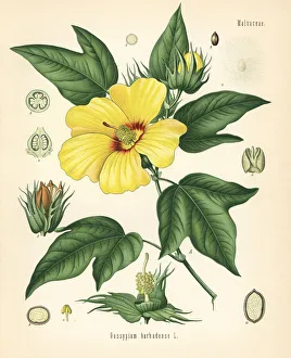 Adolph Gallery: Sea island cotton plant, Gossypium barbadense