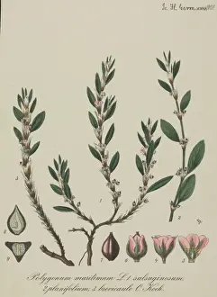 Caryophyllales Prints: Sea knotgrass, Polygonum maritimum
