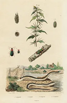 Beetles Prints: Sea lamprey and beetles