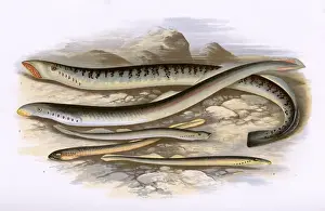 Pride Prints: Sea Lamprey, Lampern, Planers Lamprey and Pride