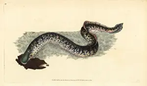 Donovan Prints: Sea lamprey, Petromyzon marinus
