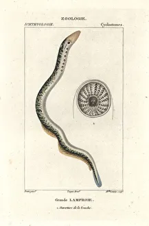 Sea lamprey, Petromyzon marinus