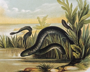 Fauna Collection: Sea lampreys. Engraving after a drawing by a