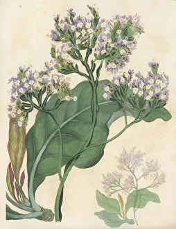 Magazine Of Botany Prints: Sea lavender, Limonium arboreum