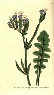 Thrift Collection: Sea lavender, Limonium sinuatum