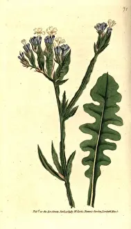 Sea lavender, Limonium sinuatum