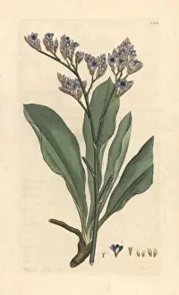 Vulgare Prints: Sea lavender, Limonium vulgare